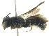  (Heriades carinatus - BIOUG03682-F10)  @15 [ ] CreativeCommons - Attribution (2013) CBG Photography Group Centre for Biodiversity Genomics