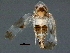 ( - BIOUG03635-F08)  @14 [ ] CreativeCommons - Attribution (2014) CBG Photography Group Centre for Biodiversity Genomics