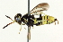  (Allantus viennensis - BIOUG03682-C02)  @14 [ ] CreativeCommons - Attribution (2013) CBG Photography Group Centre for Biodiversity Genomics