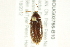  ( - BIOUG03766-B10)  @13 [ ] CreativeCommons - Attribution (2013) CBG Photography Group Centre for Biodiversity Genomics