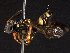  ( - BIOUG03682-F12)  @14 [ ] CreativeCommons - Attribution (2012) CBG Photography Group Centre for Biodiversity Genomics