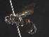  ( - BIOUG03682-G03)  @13 [ ] CreativeCommons - Attribution (2012) CBG Photography Group Centre for Biodiversity Genomics
