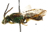  ( - BIOUG03682-H06)  @14 [ ] CreativeCommons - Attribution (2013) CBG Photography Group Centre for Biodiversity Genomics