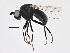  ( - BIOUG03687-B05)  @14 [ ] CreativeCommons - Attribution (2013) CBG Photography Group Centre for Biodiversity Genomics