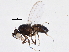  (Psilopa - BIOUG03687-B08)  @14 [ ] CreativeCommons - Attribution (2013) CBG Photography Group Centre for Biodiversity Genomics