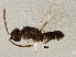  ( - BIOUG03740-C03)  @13 [ ] CreativeCommons - Attribution (2013) CBG Photography Group Centre for Biodiversity Genomics