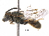  (Lasioglossum pictum - BIOUG03906-C04)  @15 [ ] CreativeCommons - Attribution (2017) CBG Photography Group Centre for Biodiversity Genomics
