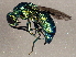  (Caenochrysis - BIOUG03675-G10)  @14 [ ] CreativeCommons - Attribution (2013) CBG Photography Group Centre for Biodiversity Genomics