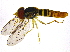  (Toxomerus politus - BIOUG03689-H04)  @15 [ ] CreativeCommons - Attribution (2012) CBG Photography Group Centre for Biodiversity Genomics