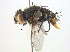  ( - BIOUG03766-F09)  @13 [ ] CreativeCommons - Attribution (2013) CBG Photography Group Centre for Biodiversity Genomics
