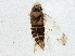  ( - BIOUG03926-F07)  @14 [ ] CreativeCommons - Attribution (2013) CBG Photography Group Centre for Biodiversity Genomics