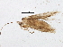  ( - BIOUG03933-A01)  @12 [ ] CreativeCommons - Attribution (2013) CBG Photography Group Centre for Biodiversity Genomics