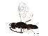  ( - BIOUG03031-G02)  @14 [ ] CreativeCommons - Attribution (2017) CBG Photography Group Centre for Biodiversity Genomics