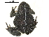  (Anaxyrus - BIOUG31184-B08)  @11 [ ] CreativeCommons - Attribution (2017) CBG Photography Group Centre for Biodiversity Genomics