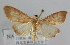  ( - NAFU Pyr000077)  @11 [ ] Copyright (2010) Unspecified Northwest Agriculture and Forest University