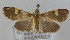  (Patania concatenalis - NAFU Pyr000116)  @13 [ ] Copyright (2010) Unspecified Northwest Agriculture and Forest University
