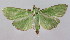  ( - NAFU Pyr000140)  @13 [ ] Copyright (2010) Unspecified Northwest Agriculture and Forest University