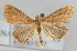  (Pyrausta noctualis - NAFU Pyr000219)  @15 [ ] Copyright (2010) Unspecified Northwest Agriculture and Forest University