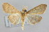  (Patania sabinusalis - NAFU Pyr000260)  @14 [ ] Copyright (2010) Unspecified Northwest Agriculture and Forest University
