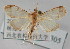  ( - NAFU Pyr000305)  @14 [ ] Copyright (2010) Unspecified Northwest Agriculture and Forest University