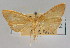  (Anania subfumalis - NAFU Pyr000452)  @11 [ ] Copyright (2010) Unspecified Northwest Agriculture and Forest University