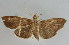  (Omiodes analis - NAFU Pyr000600)  @11 [ ] Copyright (2010) Unspecified Northwest Agriculture and Forest University