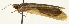  (Prooedema ZY sp1 - Pyr001705)  @11 [ ] Copyright (2010) Unspecified Northwest Agriculture and Forest University