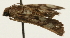  ( - Pyr001721)  @11 [ ] Copyright (2010) Unspecified Northwest Agriculture and Forest University