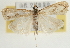  (Catoptria mienshani - Pyr001749)  @14 [ ] Copyright (2010) Unspecified Northwest Agriculture and Forest University