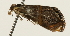  (Metaeuchromius circe - Pyr001753)  @11 [ ] Copyright (2010) Unspecified Northwest Agriculture and Forest University