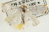  (Calamotropha multicornuella - Pyr001762)  @11 [ ] Copyright (2010) Unspecified Northwest Agriculture and Forest University