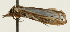  (Crambus nr. pseudargyrophorus - Pyr001764)  @11 [ ] Copyright (2010) Unspecified Northwest Agriculture and Forest University