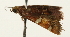  (Pyralis nr. regalis - Pyr001924)  @13 [ ] Copyright (2010) Unspecified Northwest Agriculture and Forest University