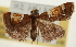  ( - Pyr001926)  @13 [ ] Copyright (2010) Unspecified Northwest Agriculture and Forest University