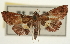  (Endotricha icelusalis - Pyr001945)  @11 [ ] Copyright (2010) Unspecified Northwest Agriculture and Forest University