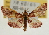  (Endotricha olivacealis - Pyr001949)  @14 [ ] Copyright (2010) Unspecified Northwest Agriculture and Forest University