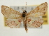  (Endotricha kuznetzovi - Pyr001950)  @15 [ ] Copyright (2010) Unspecified Northwest Agriculture and Forest University