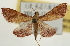  (Endotricha portialis - Pyr001952)  @13 [ ] Copyright (2010) Unspecified Northwest Agriculture and Forest University
