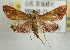  ( - Pyr001953)  @12 [ ] Copyright (2010) Unspecified Northwest Agriculture and Forest University