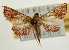 ( - Pyr001954)  @12 [ ] Copyright (2010) Unspecified Northwest Agriculture and Forest University