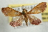  ( - Pyr001955)  @12 [ ] Copyright (2010) Unspecified Northwest Agriculture and Forest University
