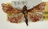  ( - Pyr001959)  @12 [ ] Copyright (2010) Unspecified Northwest Agriculture and Forest University