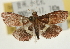  (Endotricha loricata - Pyr001971)  @14 [ ] Copyright (2010) Unspecified Northwest Agriculture and Forest University