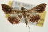  (Endotricha eximia - Pyr001972)  @13 [ ] Copyright (2010) Unspecified Northwest Agriculture and Forest University