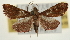  (Endotricha dumalis - Pyr001975)  @14 [ ] Copyright (2010) Unspecified Northwest Agriculture and Forest University