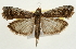  ( - Pyr001983)  @14 [ ] Copyright (2010) Unspecified Northwest Agriculture and Forest University