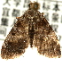  (Orthaga ZY sp1 - Pyr002037)  @12 [ ] Copyright (2010) Unspecified Northwest Agriculture and Forest University
