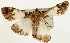  (Teliphasa albifusa - Pyr002049)  @11 [ ] Copyright (2010) Unspecified Northwest Agriculture and Forest University