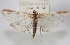  ( - NAFU Pyr002056)  @11 [ ] Copyright (2016) Jean-Francois Landry Canadian National Collection of Insects, Arachnids and Nematodes