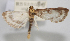  ( - NAFU Pyr002057)  @11 [ ] Copyright (2016) Jean-Francois Landry Canadian National Collection of Insects, Arachnids and Nematodes